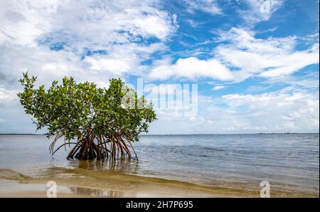 Single mangrove tree grows on the beach in Florida, USA Stock Photo