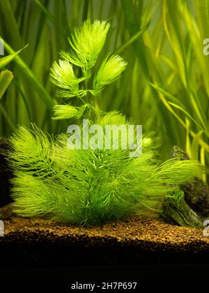 Hornwort plant (Ceratophyllum demersum) on a fish tank with blurred background Stock Photo