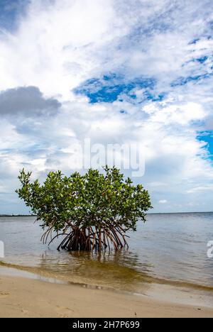 Single mangrove tree grows on the beach in Florida, USA Stock Photo