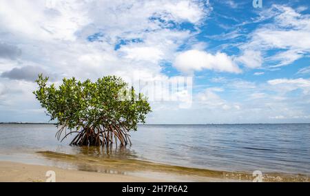 Single mangrove tree grows on the beach in Florida, USA Stock Photo