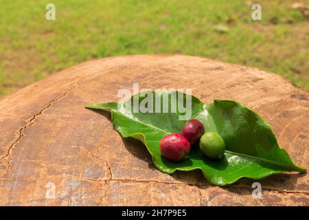 Coffee beans fruits at green, red and brown stages next a cofee leaf. Farmland background. Stock Photo