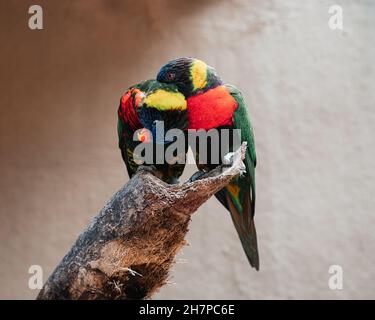 Two colorful small parrots cuddling together on a thick tree branch against soft beige background Stock Photo