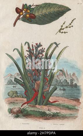 PLANTS: Anacardier (Cashew). Ananas Sauvage. Pineapple, antique print 1833 Stock Photo