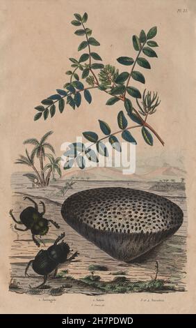 Astragalus (milkvetch). Astrea coral. Ateuchus (scarab beetle), old print 1833 Stock Photo