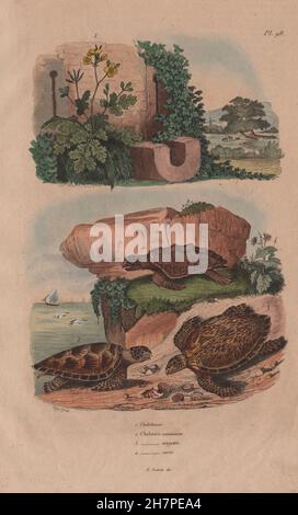 Loggerhead, Green & Hawksbill sea turtles. Chelonia Caretta. Tetterwort, 1833