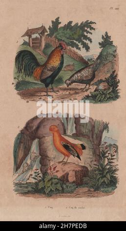 POULTRY: Coq (Chicken). Coq de Roche (Rock Rooster), antique print 1833 Stock Photo