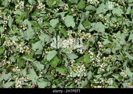 Dried medicinal herbs raw materials. Flower Crataegus, commonly called hawthorn, thornapple, May-tree, whitethorn, or hawberry. Dried hawthorn flowers Stock Photo