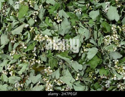 Dried medicinal herbs raw materials. Flower Crataegus, commonly called hawthorn, thornapple, May-tree, whitethorn, or hawberry. Dried hawthorn flowers Stock Photo