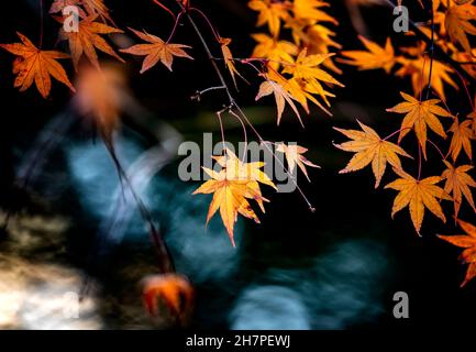 Autumn colors around a park pond Stock Photo