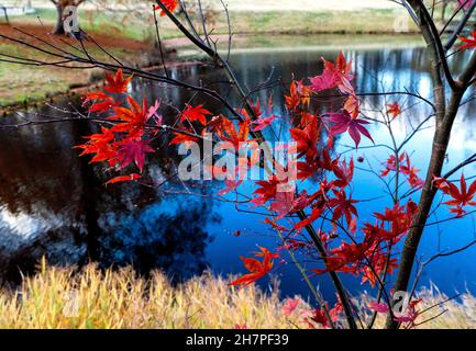 Autumn colors around a park pond Stock Photo