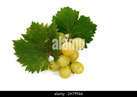Grape with leaves isolated on white. With clipping path. Full depth of field. A bunch of fresh grapes isolated on white background. Stock Photo