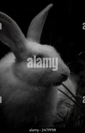 Close up black and white photo of a Indian rabbit Stock Photo