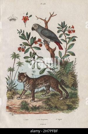 Jaco (African Grey Parrot). Jacquinia. Jaguar, antique print 1833 Stock Photo