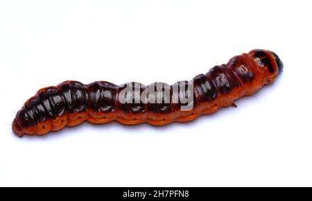 The big red catterpillar of Goat Moth (Cossus cossus), isolated on white Stock Photo