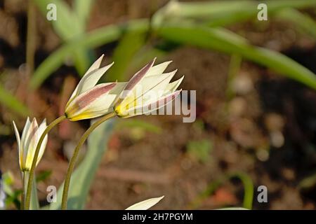Half open white crowpoison flowers in the garden, also known as false garlic. selective focus. Nothoscordum bivalve Stock Photo