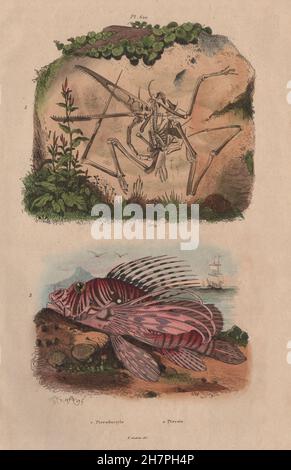 ANIMALS: Pterodactyle (Pterodactyl) fossile. Pteroïs (Lionfish), print 1833 Stock Photo