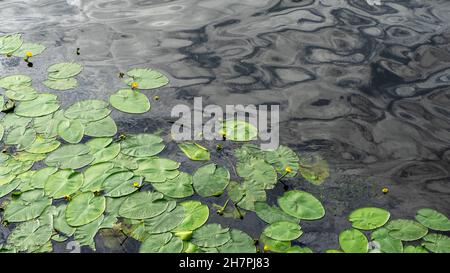 Yellow water lilies or Nymphaea in the pond on the background of leaves. The nymphaea and the leaves of the water lily are covered with water drops. Stock Photo