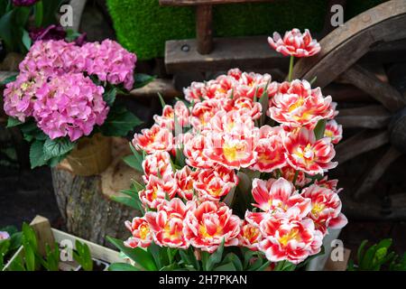Red and yellow double tulips with a yellow core and pink hydrangea in a flower pot in a botanical garden or greenhouse. Stock Photo