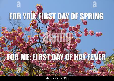 Allergies season funny meme for social media sharing. Spring time pollen allergy hayfever problems. Stock Photo