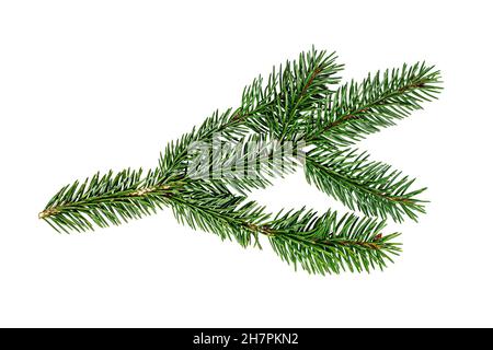 Top view of green fir tree spruce branch with needles isolated on white background. Stock Photo