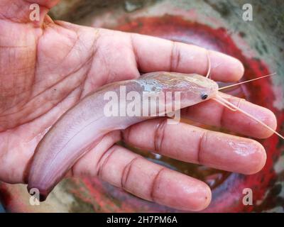 Hand holding a Baikal oilfish Stock Photo