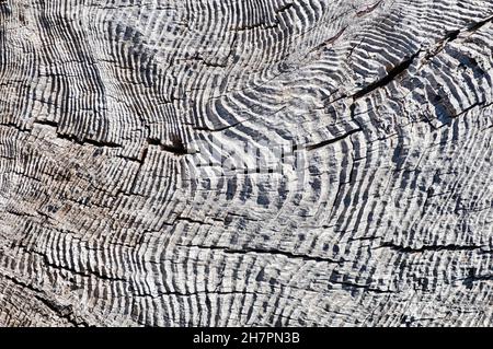 A wave pattern is formed from unusual ring lines on a driftwood stump. Stock Photo