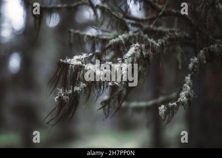 A mixture of black and white medicinal mosses and lichens (Usnea Utilissima Stirt) sprouted on dry cedar tree branches in a depth of a Khakass taiga f Stock Photo