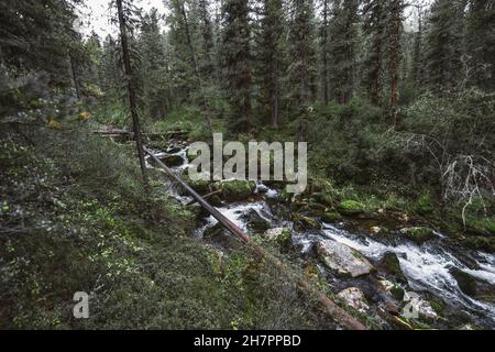 Deep Taiga forest overgrown with cedars, larches, and other conifer greenery, with a fast mountain brook in the middle with mossy stones; a small dam Stock Photo