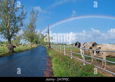Rainbow and dairy cows in field along country road in the central part of Puerto Rico, Greater Antilles, Caribbean Stock Photo