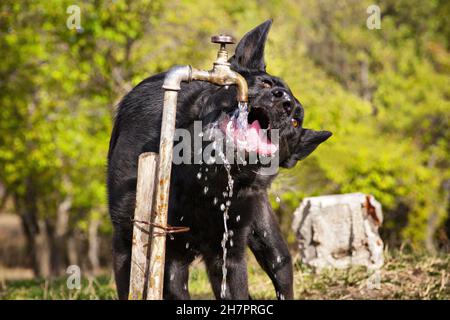 Closeup of the black German shepherd drinking water from the tap. Stock Photo