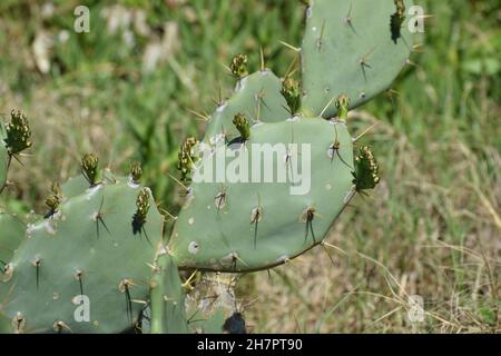 New paddles sprout on a Prickly Pear Cactus. Stock Photo