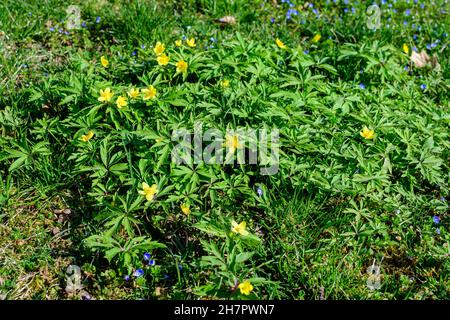 Close up of delicate yellow flowers of Ranunculus repens plant commonly known as the creeping buttercup, creeping crowfoot or sitfast, in a garden in Stock Photo