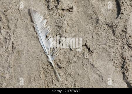 White feather of a bird on a sandy beach. It is visible by the sea in Kolobrzeg , Poland Stock Photo