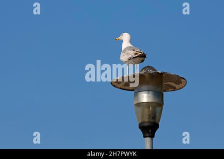 One seagull at the top of a street lamp is seen in Kolobrzeg , Poland Stock Photo