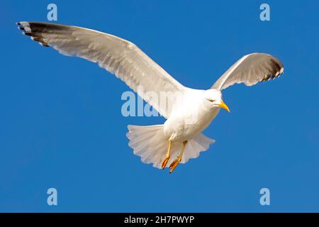 One seagull in flight is seen against clear blue background in Kolobrzeg , Poland Stock Photo