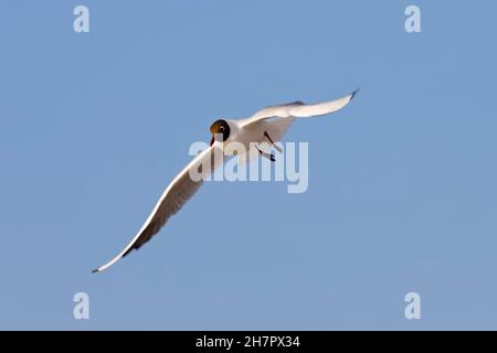 The seagull flies against the background of the sky. This can be seen in Kolobrzeg , Poland Stock Photo