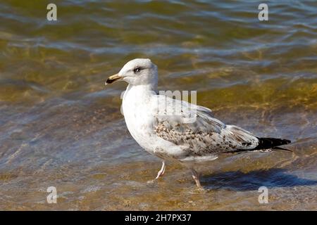 Seagull is walking in shallow water right by the sea shore. This can be seen on the Baltic Sea coast in Poland in Kolobrzeg Stock Photo