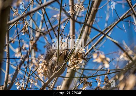 High up into the tree a squirrel gathering and eating a bunch of boxelder maple seeds perch on a branch on a sunny day in autumn Stock Photo