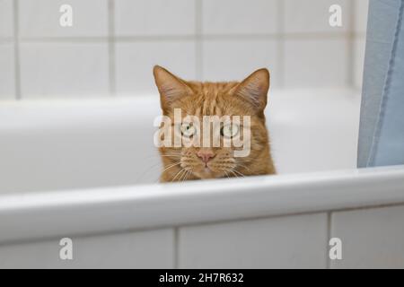 Cute red cat peeking over the edge of bathtube. Horizontal image with selective focus. Stock Photo