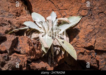 Closeup shot of great mullein (Verbascum thapsus) on a red stone surface Stock Photo