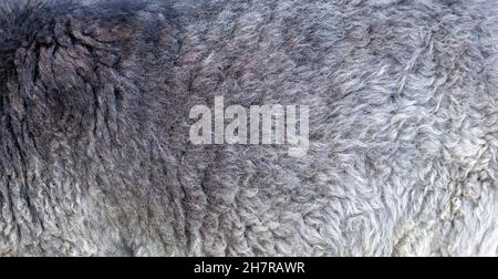Dark grey short sheep wool, sheepskin material closeup, fleece simple abstract real natural eco gray background texture, backdrop, full frame surface Stock Photo
