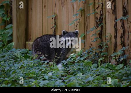 Close-up of cute adult raccoon by wooden fence. Stock Photo