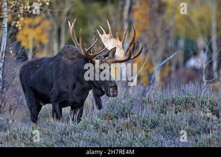 Large Bull Moose with magnificent antlers stands in natural environment of sagebrush and aspens in Jackson, Wyoming, near Grand Teton National Park Stock Photo