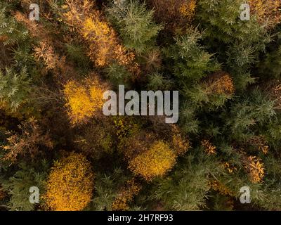 Autumn trees in a Yorkshire forest from above aerial photo. Stock Photo
