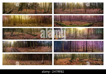 Wind blowing yellow leaves in dark mystical atmosphere autumn park panoramic web banner. Collage with different panoramic photos. Stock Photo