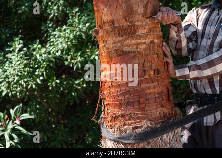 A gardener pruning leaves of palm.Trimming and cutting large palm trees in gardening work. Sawdust came out during working. Stock Photo