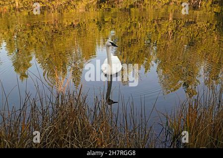 A trumpeter swan,  Cygnus buccinator, swimming on a small pond in central Oregon. This swan is the heaviest living bird in north America. Stock Photo