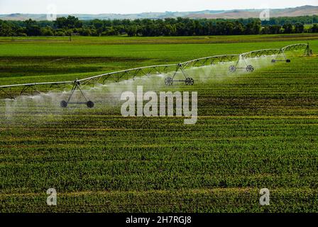 Center pivot irrigation system watering young corn crop in central North Dakota. Stock Photo