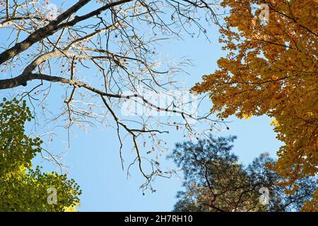 Looking up tree branches with leaves in autumn, against clear blue sky - pine, orange beech, green birch and one without any foliage Stock Photo