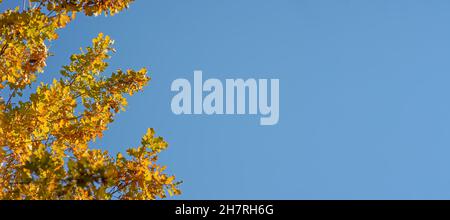 Orange yellow autumn oak tree leaves against clear blue sky. Wide banner with space for text on right side Stock Photo
